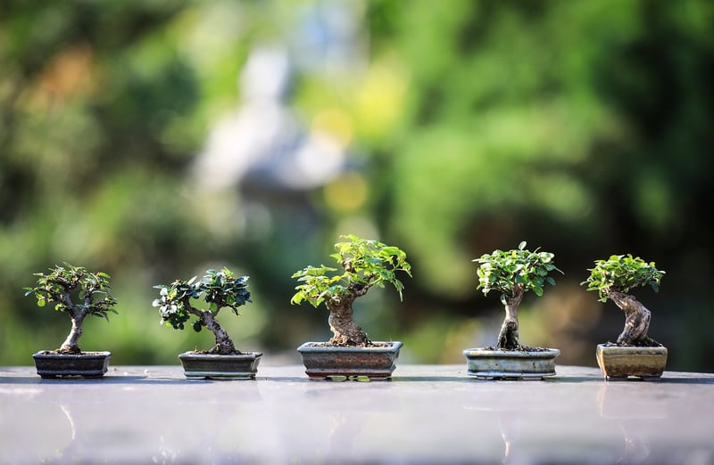 Zen Image